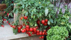 کاشت گوجه فرنگی در خانه