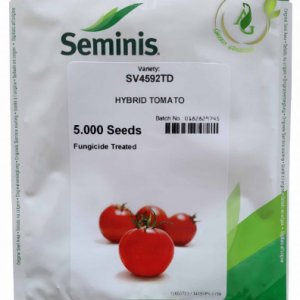بذر گوجه فرنگی هیبرید 4592 سمینس