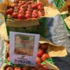 بذر گوجه فرنگی 8320 2