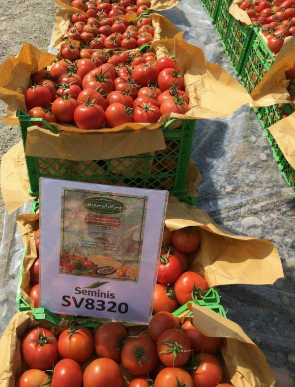 بذر گوجه فرنگی 8320 2