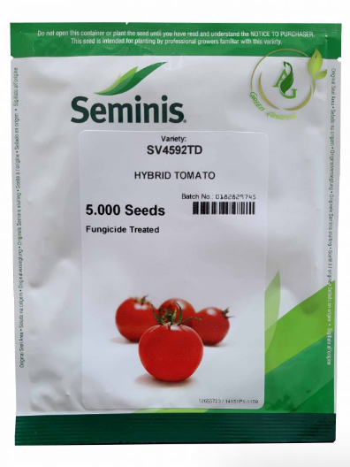 بذر گوجه فرنگی هیبرید 4592 سمینس