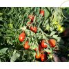 بذر گوجه فرنگی هیبرید ردکانر