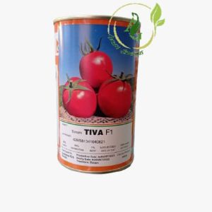 بذر گوجه فرنگی تیوا