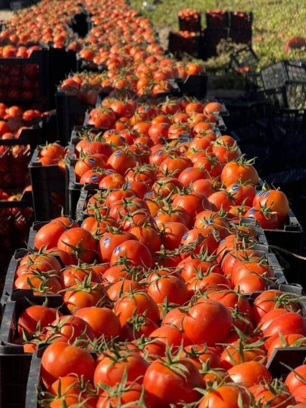 بذر گوجه فرنگی مارس کیبان کره