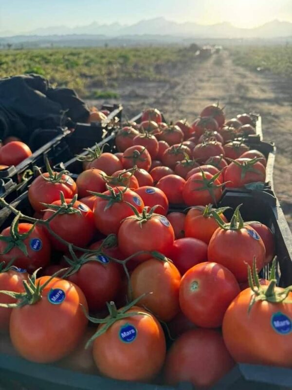 بذر گوجه فرنگی مارس کیبان کره